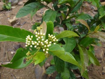 hình ảnh cây xạ đen