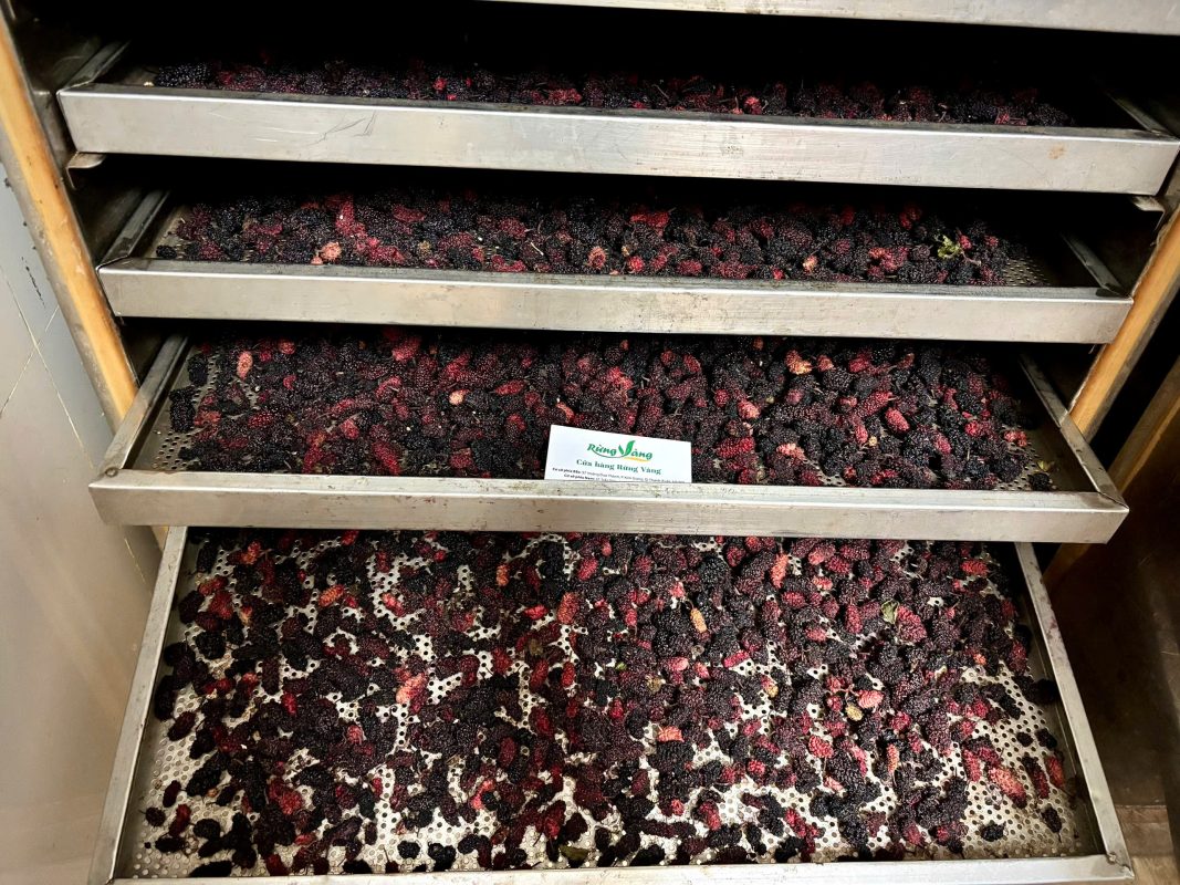 Dâu tằm sấy sạch nguyên quả từ quả dâu tằm tươi