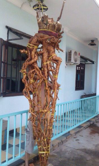 củ đinh lăng khủng
