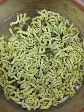 ngâm sau chít và thay nước nhiều lần