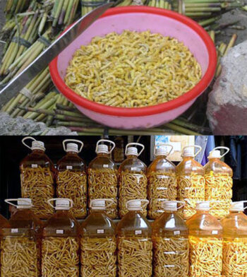 sâu chít Điện Biên