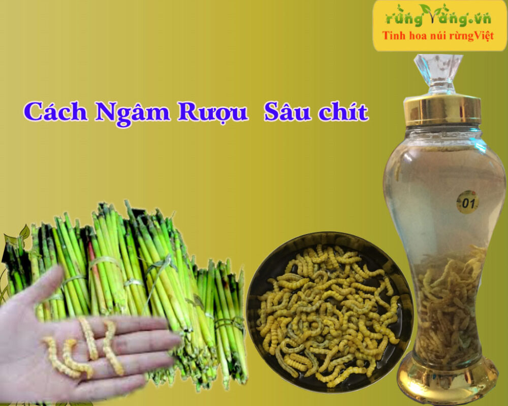 sâu chít ngâm rượu