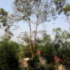 cây dổi mọc rất cao - cây càng lâu năm càng cho hạt chất lượng