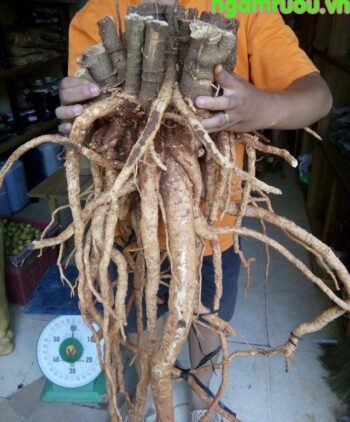 củ đinh lăng khủng