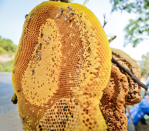 Sáp ong rừng (ong khoái & ruồi) ngâm rượu cực kỳ bổ dưỡng & thơm ngon