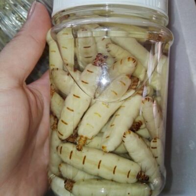 Mối chúa rừng ngâm rượu