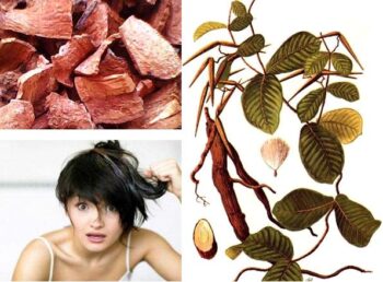 trà hà thủ ô khắc tinh của bệnh bạc tóc sớm