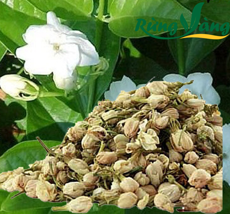 hoa nhài loài hoa thanh tao
