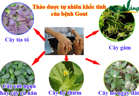các thảo dược khắc tinh bệnh Gout