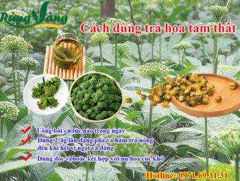 cách dùng trà nụ hoa tam thất