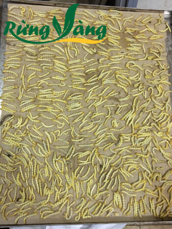 xếp sâu chít vào khay sấy
